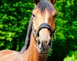 broodmare Bon Chita (Zangersheide riding horse, 2020, from Baggio)