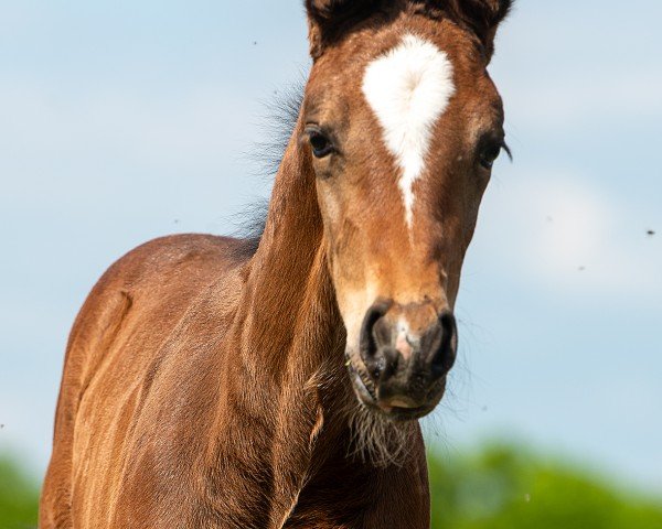 foal by Beauty (Westphalian, 2024, from BAGGIO)