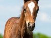 foal by Beauty (Westphalian, 2024, from Baggio)