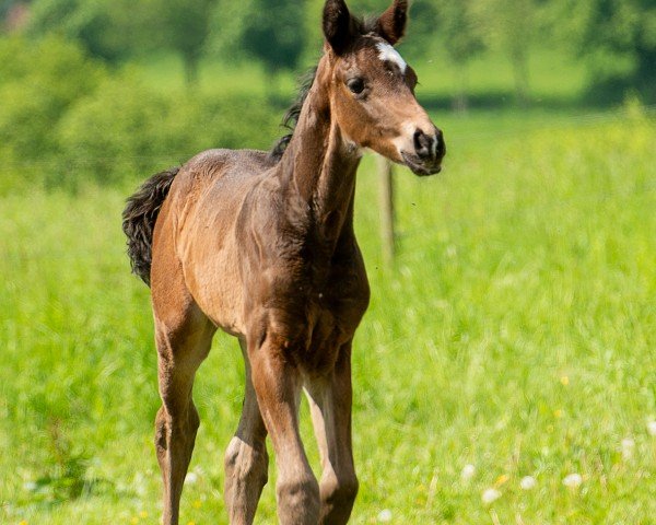 foal by Dr. Bob (Westphalian, 2024, from Der König)