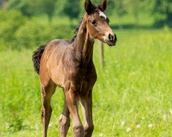 foal Dr. Bob (Westfale, 2024, from Der König)