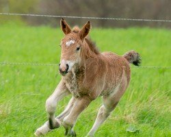 foal Nepomuk II (Rheinisch-Deutsches Kaltblut, 2024, from Nino)