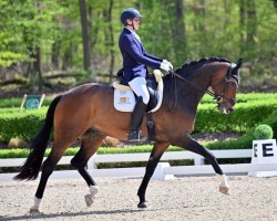 stallion Zackerey's Zazou (Westphalian, 2019, from Blue Hors Zackerey)