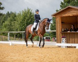 dressage horse Elfentanz 10 (Oldenburg, 2013, from Totilas)