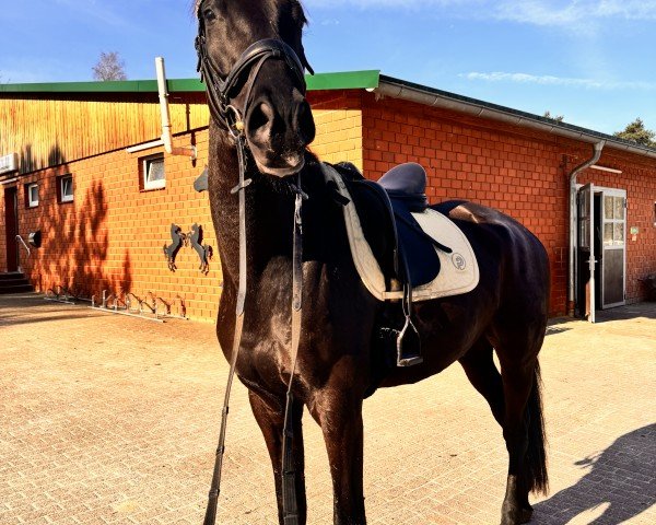 dressage horse Instmann WH (Trakehner, 2017, from Helium)