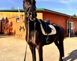 dressage horse Instmann WH (Trakehner, 2017, from Helium)