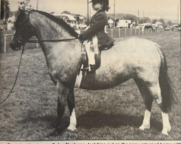 Pferd Colne Nocturne (Welsh Mountain Pony (Sek.A), 1983, von Weston Best Man)