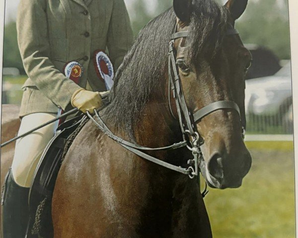 Pferd Trevenning Morning Glory (Welsh-Cob (Sek. D), 1995, von Craignant Flyer)