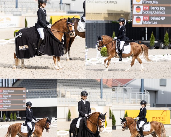 dressage horse Dancer (Welsh mountain pony (SEK.A), 2004, from Colne Hyperion)