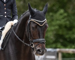 broodmare Helene 53 (Oldenburg, 2014, from Van Vivaldi)