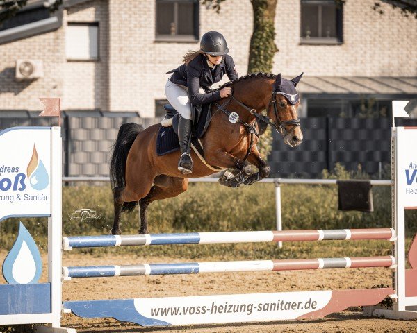 stallion Heiligenbergs Karl der Große (German Riding Pony, 2019, from Ronaldo Vom Schwarzbach)