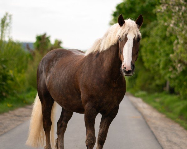 horse Mikado 382 (Black Forest Horse, 2016, from Marcellus)