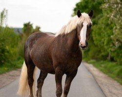 horse Mikado 382 (Black Forest Horse, 2016, from Marcellus)