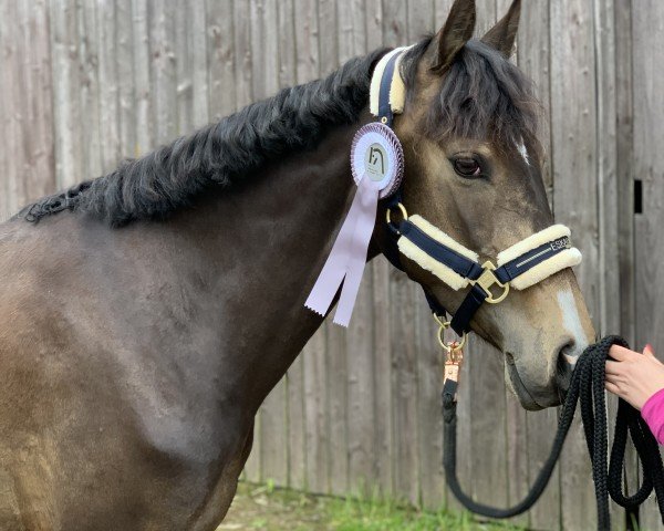 dressage horse Fine (German Riding Pony, 2019, from Cassanova du Bois)