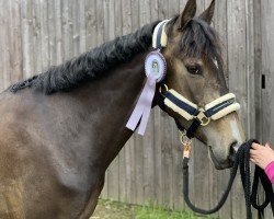 dressage horse Fine (German Riding Pony, 2019, from Cassanova du Bois)