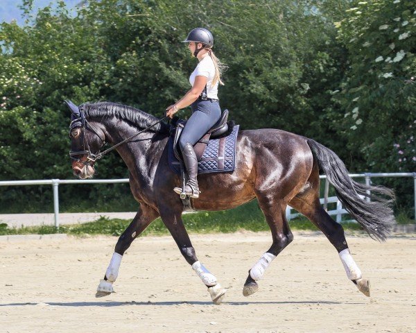 Pferd Herzenssache (Württemberger, 2012)