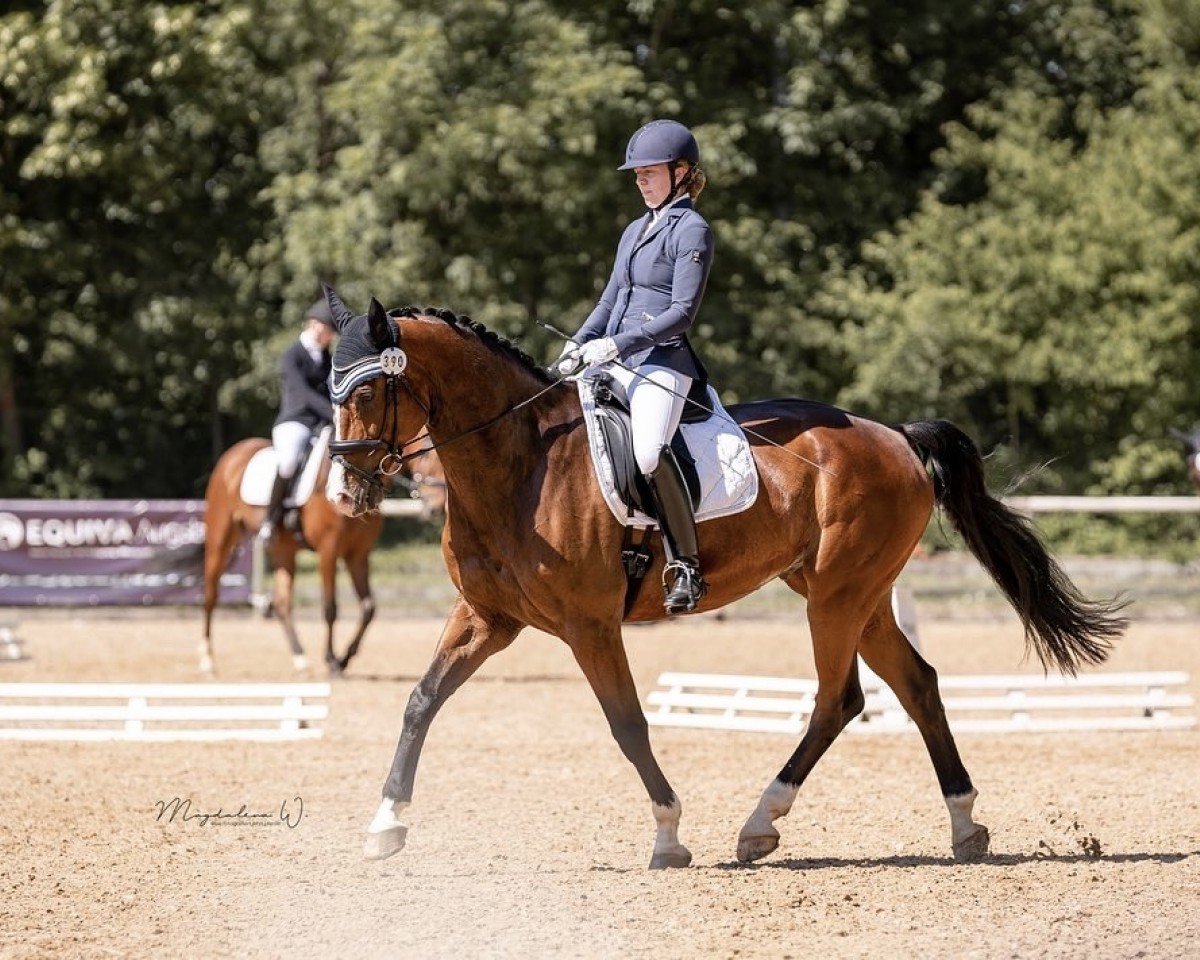 dressage horse Sunny Boy (German Warmblood, 2011, from Semperando)