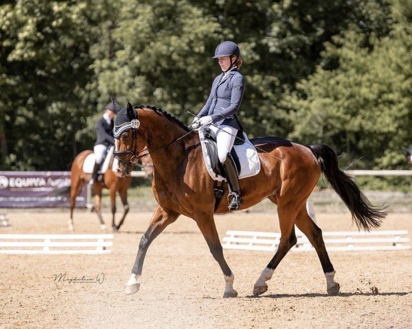 dressage horse Sunny Boy (German Warmblood, 2011, from Semperando)