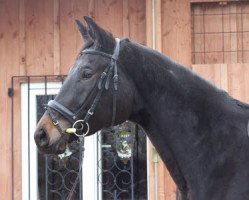 broodmare Anastasia 177 (Trakehner, 2011, from Hibiskus)