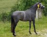 broodmare Badenfee (Trakehner, 2013, from Iskander)