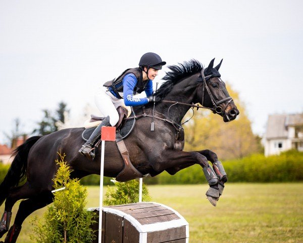 dressage horse L'Arion des Bois (Mecklenburg, 2016, from Leprince des Bois)