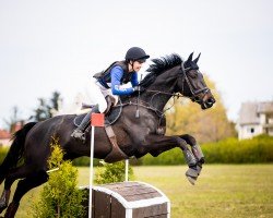 Dressurpferd L'Arion des Bois (Mecklenburger, 2016, von Leprince des Bois)