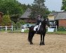 dressage horse Tammo (Friese, 2007)