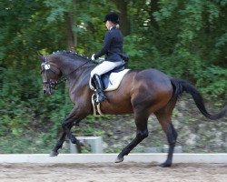 dressage horse Badenfürst (Trakehner, 2011, from Zauberfürst)