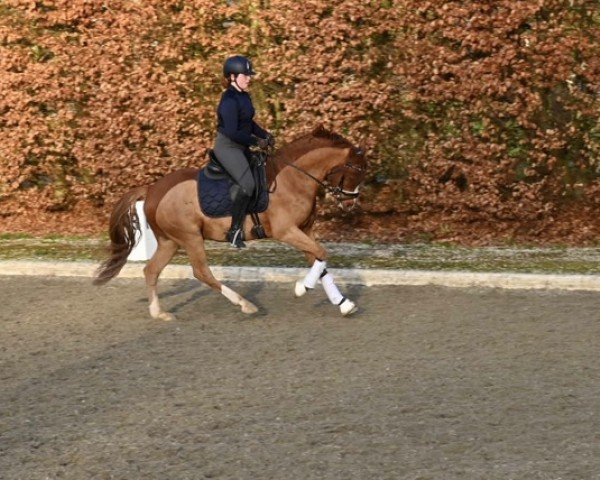 dressage horse Newt Scamander (German Riding Pony, 2019, from Fs Numero Uno)