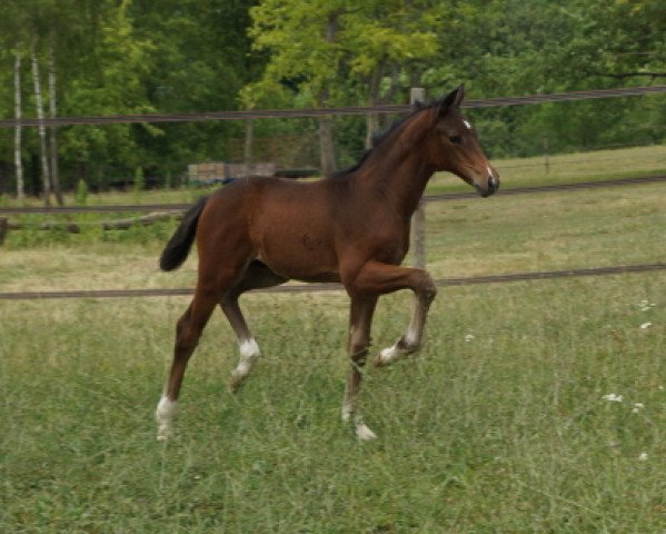 dressage horse Bellino 15 (Trakehner, 2014, from Schwarzgold)