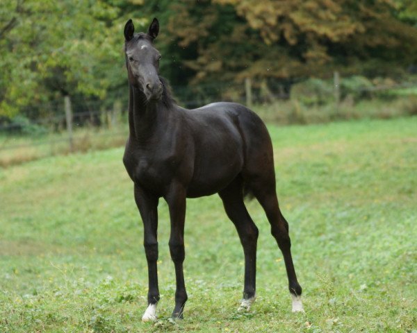 Dressurpferd Insterflocke (Trakehner, 2016, von Insterburg TSF)