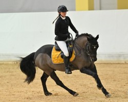 jumper Tango 17 (German Riding Pony, 2011)