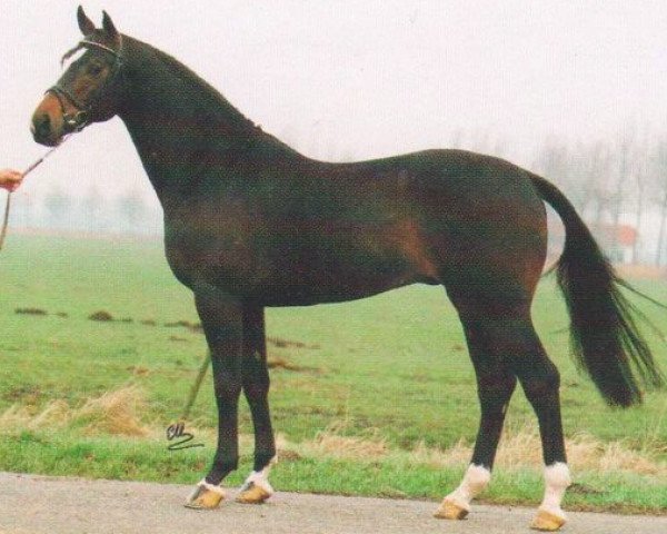 Deckhengst Leggiero (Koninklijk Warmbloed Paardenstamboek Nederland (KWPN), 1989, von Lorenz)