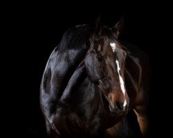 jumper Carlotta 231 (Hanoverian, 2009, from Castus I)