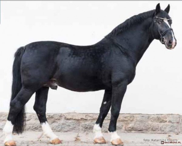 stallion Nefryt (Schlesier, 1998, from Evento)