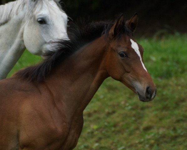 dressage horse Bel Divo (Trakehner, 2016, from Il Divo xx)