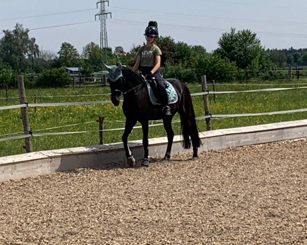 horse Kingston (German Riding Pony, 2019, from Kaiserwalzer)