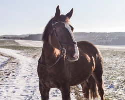 dressage horse Rozalia 2 (Polish Warmblood, 2015, from Nefryt)