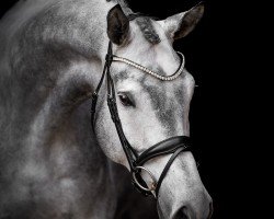 dressage horse Fluor (Trakehner, 2018, from Helium)