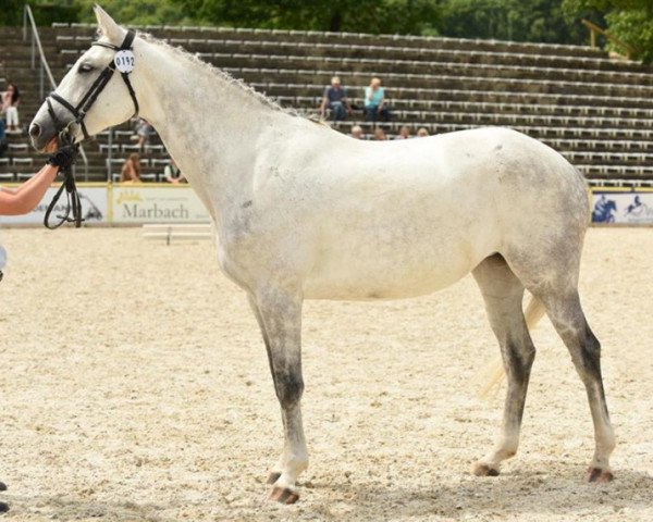 Zuchtstute Bella Donna (Trakehner, 2008, von Tivano)