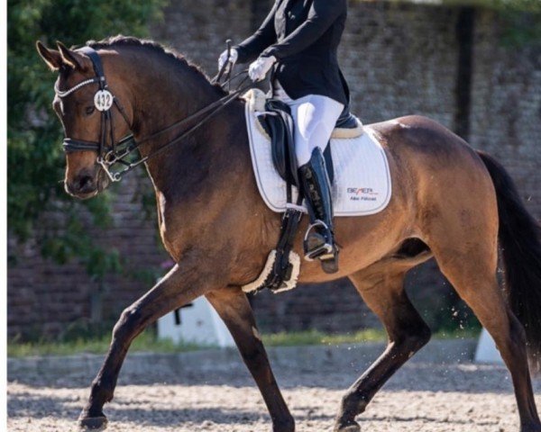 dressage horse Traumtänzer Tommy (Trakehner, 2017, from Schwarzgold)