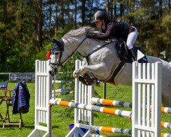 jumper Felicitas BS (Holsteiner, 2013, from Hermes de Lux)