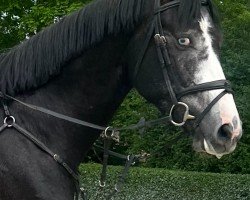 Springpferd Hickstead's Eye (Zangersheide Reitpferd, 2020, von Hickstead White)