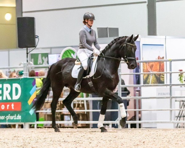 broodmare Diamant 598 (German Sport Horse, 2014, from E.H. Millennium)