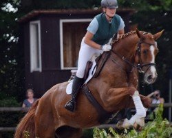 dressage horse Noblesse 256 (German Sport Horse, 2017, from Santo Domingo)