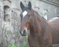 broodmare Nerisa (Schlesier, 1987, from Glöckner 1433 Mo)