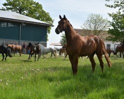 jumper Alpenrocker (German Sport Horse, 2014, from Asti Spumante 7)