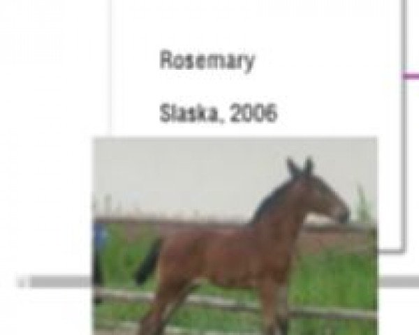 broodmare Rosemary (Heavy Warmblood, 2006, from Aron)