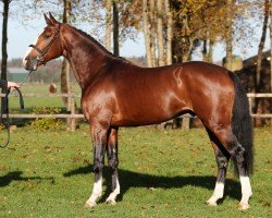 stallion Jamboree TN (Zangersheide riding horse, 2013, from Vigo d'Arsouilles)