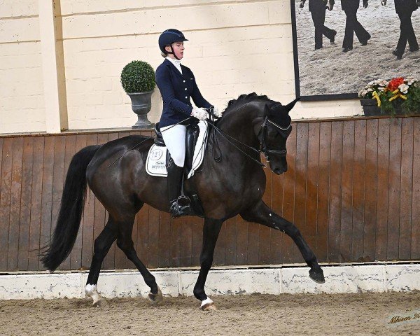 dressage horse High Magic Wf (Westphalian, 2015, from Hohenstein I)